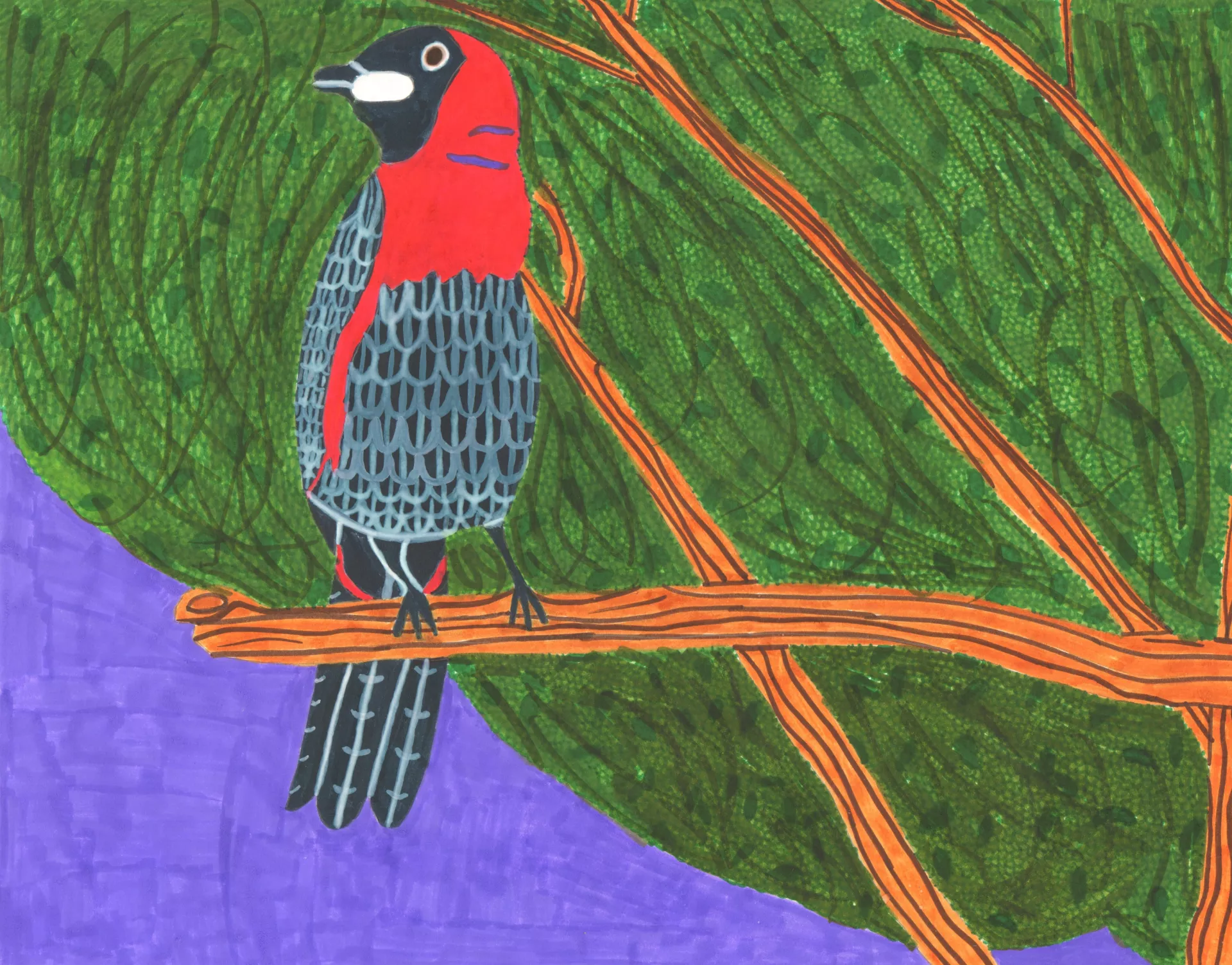 Joe Mills Masked Crimson Tanager, 2022 A red and black bird perched on a tree branch and surrounded by a green foliage and a purple background.  Ink on paper, 11" x 14"