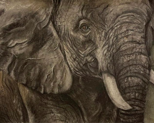 A realistic and detailed image of an elephant in greys, black, and white. The elephant ear, head, tusk, and trunk dominate two thirds of the image.